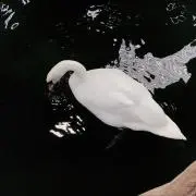 strixの画像