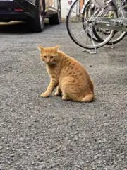 にゃんこの画像
