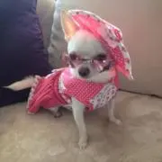 ちわわン先生の画像