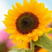 はなまる ☆ 即購入OKの画像