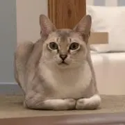 nyao