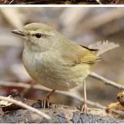 ウグイスの画像
