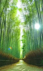 S famiの画像