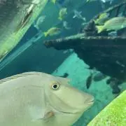 marryの画像