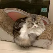 fuwariの画像