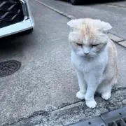 yu