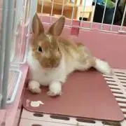 ひなほ