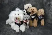 poodle familyの画像