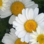 ^ ^