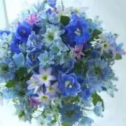 Silviaの画像