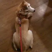 虎徹