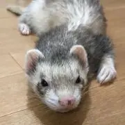 たけの画像