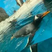さば感