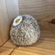 もちこの画像