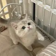 nの画像
