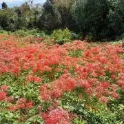 flowrangel032の画像