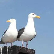 レッドウィング