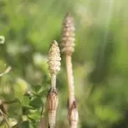 ちえ