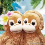 ミシルの画像