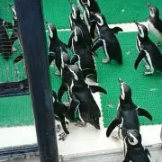 おうちーの画像