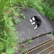 いとの画像