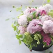 チャピーの画像