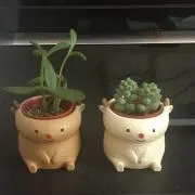 アンティの画像