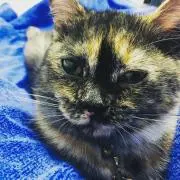つららの画像