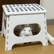 ちきたの画像