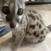 ぱーぷる