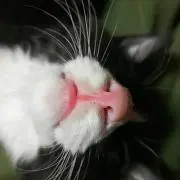 もももんきちの画像