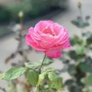 柏木の画像