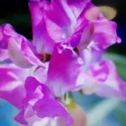 PinkDiamondの画像