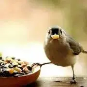 よもぎの画像