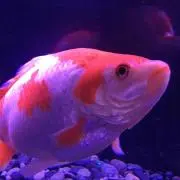 らっこ 税理受験生