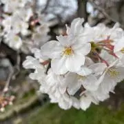 やすあや。の画像