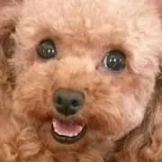 アル