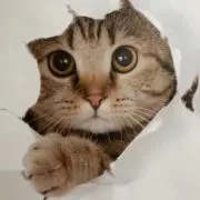 かぜひいてねんねの画像
