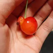 タカの画像