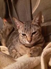 momotanの画像