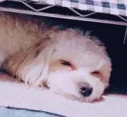 Momoの画像