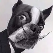 Dali Dali