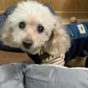 雛