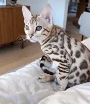 にゃんにゃん大好きの画像