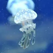 ちゅん
