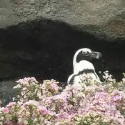 solaの画像