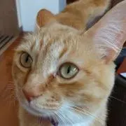 つーさんの画像
