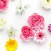 cocoa☆発送まで一週間いただきますの画像
