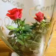 まぁの画像