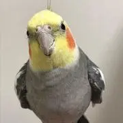 ぽんちの画像